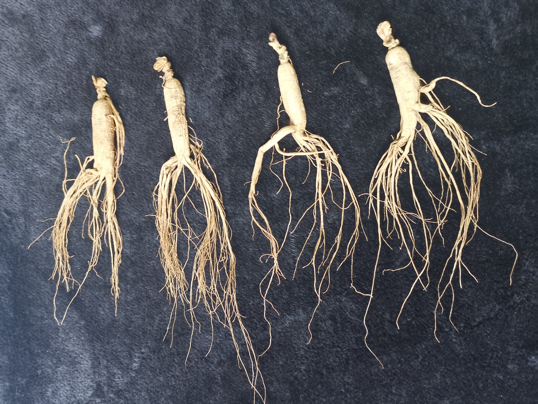 长白山林下西洋参植株特写：4年生植株根茎粗壮，须根密集呈蟹爪状，表皮浅黄褐色带明显横向环纹，叶片五裂掌状，晨露未散