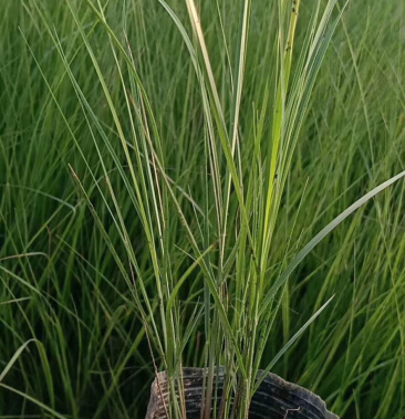画眉草细叶画眉草丽色画眉草
