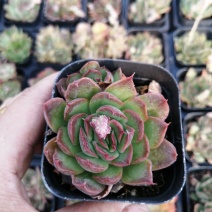 紫蝴蝶