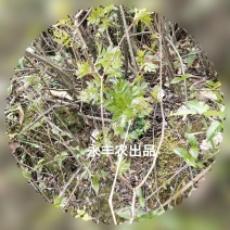厂家直销，野生藤茶(湖南，广西，云南)，茶叶
