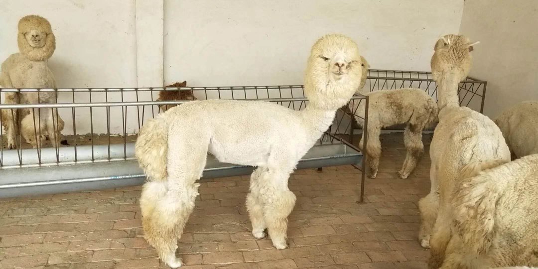 一位技术人员蹲在干净的产房内,轻柔地帮助一只刚生产的母羊驼清理新生羔驼身上的黏液,旁边放置消毒剪刀和碘酒瓶,环境整洁明亮 羊驼分娩场景