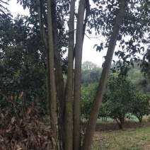 丛生大叶女贞山货移栽野生货源可供选择有货