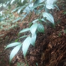 野生桂皮