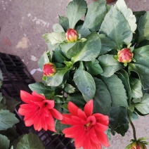 小丽花盆栽基地直发
