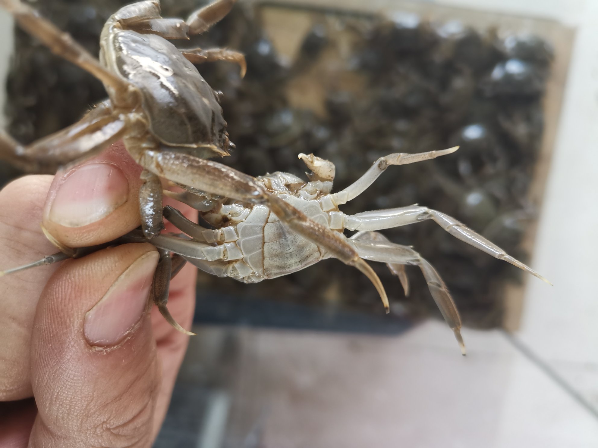 小武优质蟹苗出售辽宁盘锦本地蟹苗出售价格美丽.