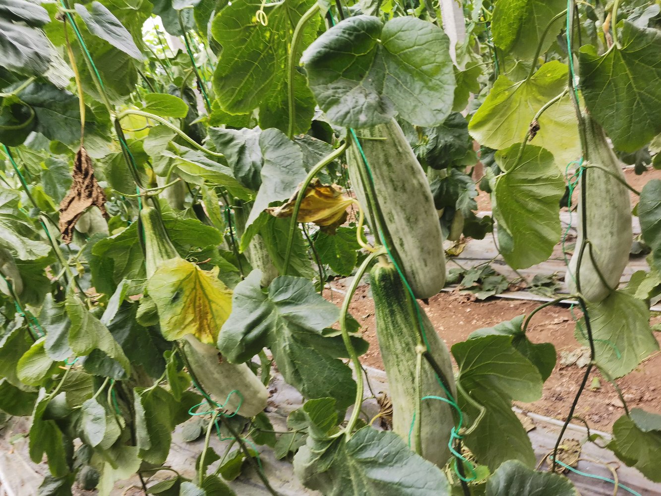 一片绿意盎然的农田中,羊角蜜甜瓜藤蔓匍匐生长,叶片宽大,部分藤上挂着正在发育中的羊角蜜果实,呈浅绿色,表面可见细微网纹,阳光洒落,营造出自然生态的种植环境氛围 羊角蜜甜瓜在农田中的生长状态