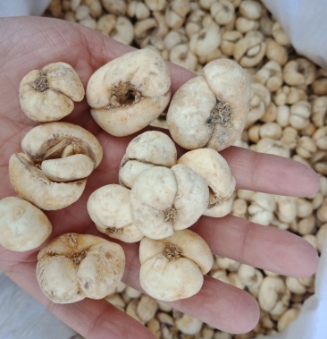 00元/公斤 - 一亩田