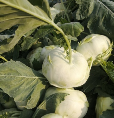 优质大棚水果苤蓝大量上市有需要的联系 产地直发