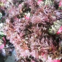香椿芽露天红油香椿芽！！