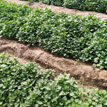 白哈密红薯苗、脱毒原种、白哈薯地瓜苗、白哈蜜、白蜜薯、