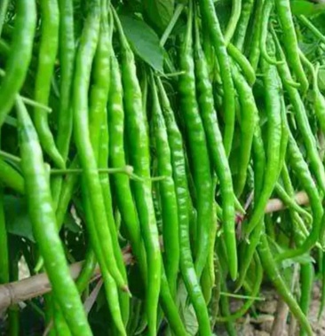 红贵404红贵人808一阳指辣椒种子杭椒干鲜大一杂交高