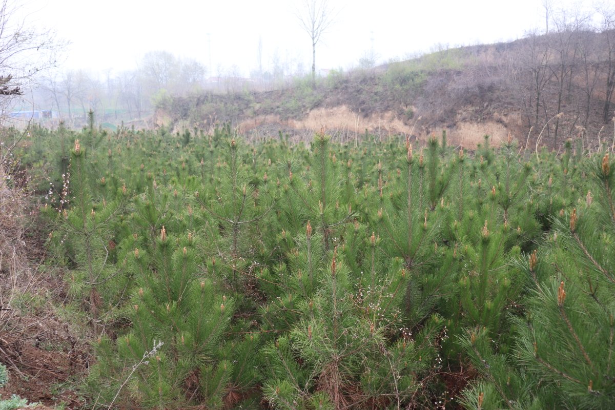 松林中的松茸生长环境