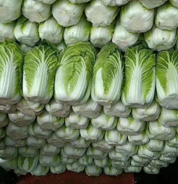 精品黄心白菜质量好毛菜46斤