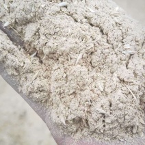 供应大量优质次粉高蛋白小麦次粉小麦谷蛋白粉动植物饲
