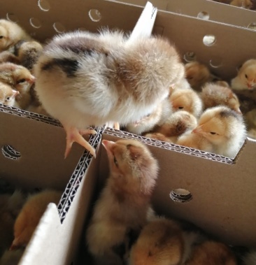 快大k九鸡苗 902