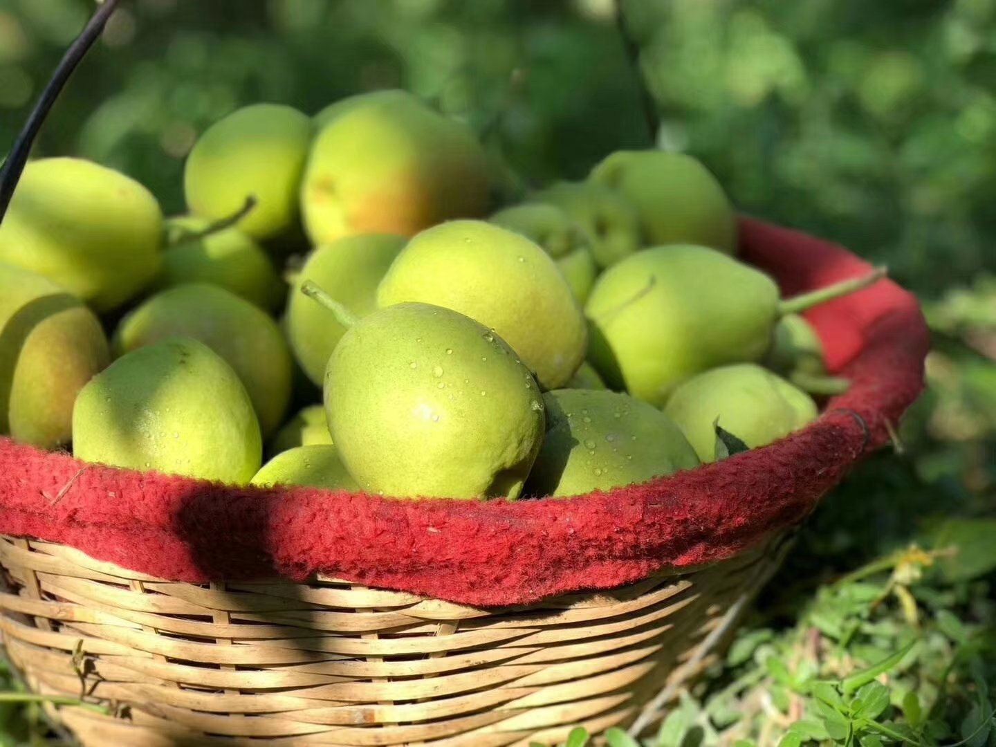 一堆新鲜翠绿的香梨整齐摆放在竹编篮子里,阳光洒在果实表面,呈现出晶莹剔透的质感,背景是成片的香梨树,树叶繁茂,果实累累,展现丰收景象 香梨堆放在竹篮中,背景为果园风光