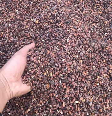 (云南大理红花酸木瓜种子)酸木瓜种子 红花酸木瓜种子