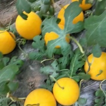 吊瓜
