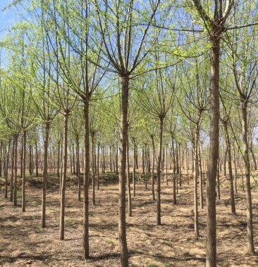 百茂园林常年低价供应各种规格原生 平头发帽垂柳