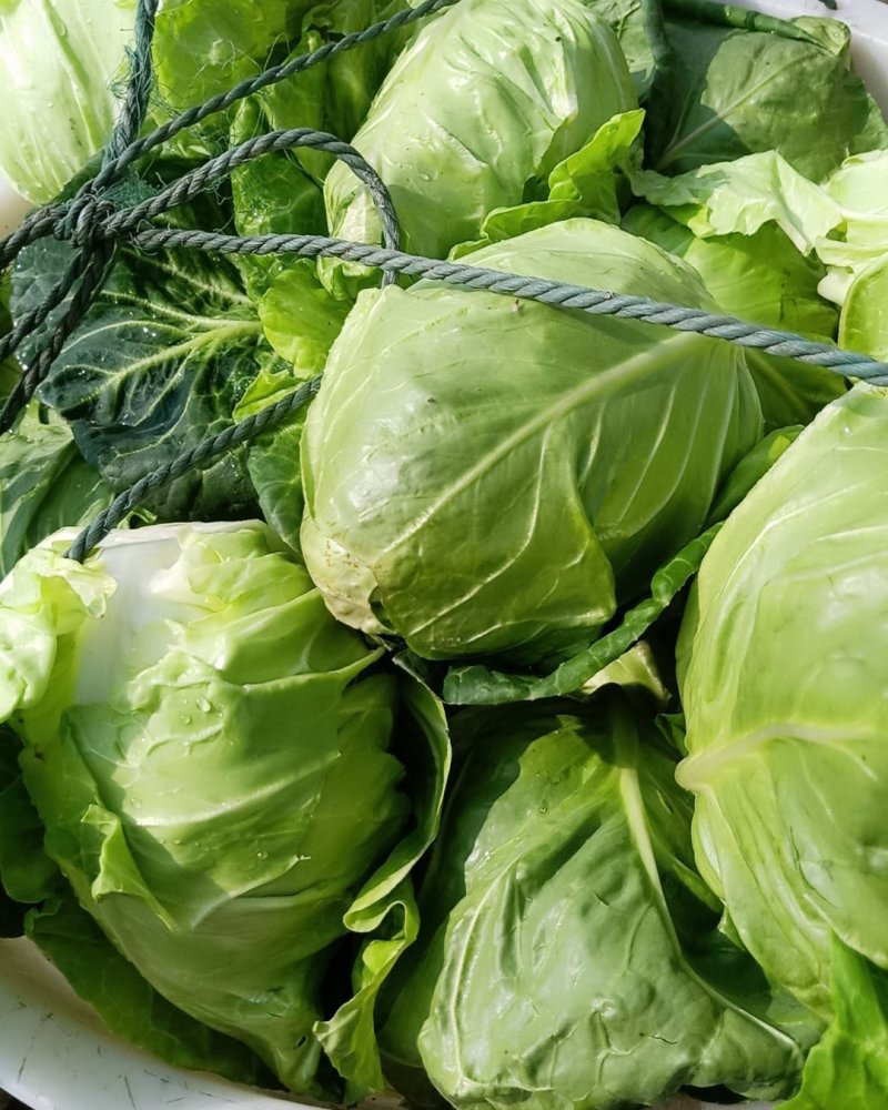 bt包菜,bt包菜网站 bt包菜,bt包菜网站