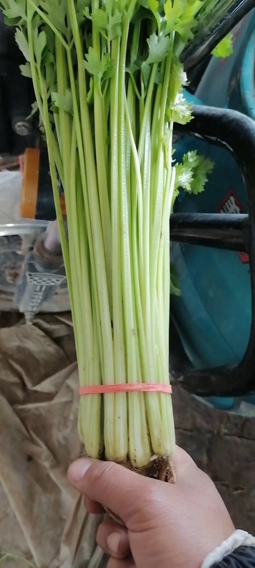 徐州优质小西芹五指粗细的西芹欢迎新老客户朋友采购