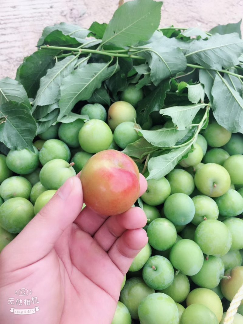 早熟三华李,孕妇水果,.