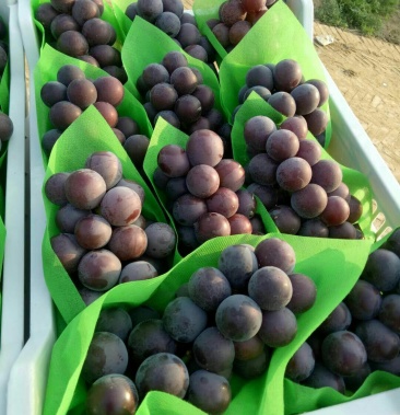 河北饶阳精品葡萄 甜口粒大 乒乓球 藤稔葡萄大颗粒