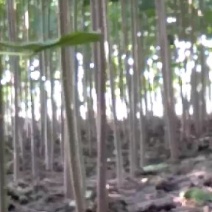 滑县桐树苗桐树根9501