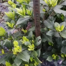 栀子花