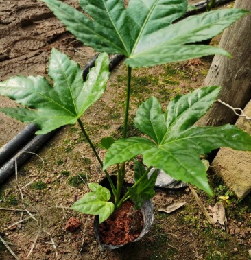 八角金盘高30公分以上一件200装产地批发直销价格2