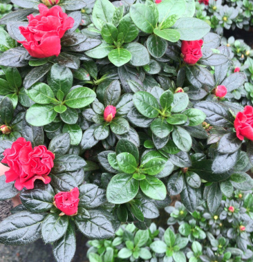 杨梅红杜鹃数量不多靓货露色