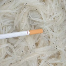 淡水银鱼有需要的老板先电话预定