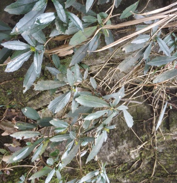 石吊兰有需要的老板联系包邮