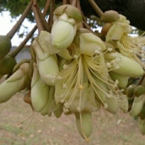 大量供应榴莲苗
