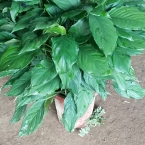 万年青，好货，好货，好货