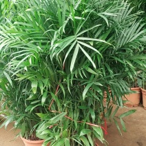 夏威夷椰子，好货，好货，好货