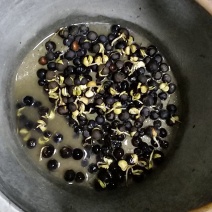 福鼎白茶茶叶茶籽茶果种植种子百分百发芽