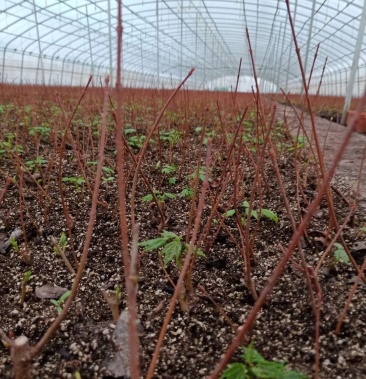 [红枫苗批发]红冠红枫小苗价格2.50元/棵 - 一亩田