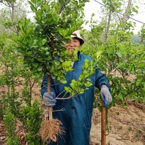 【冬青苗】绿化和作篱笆墙，量大从优，自家种植给钱就卖