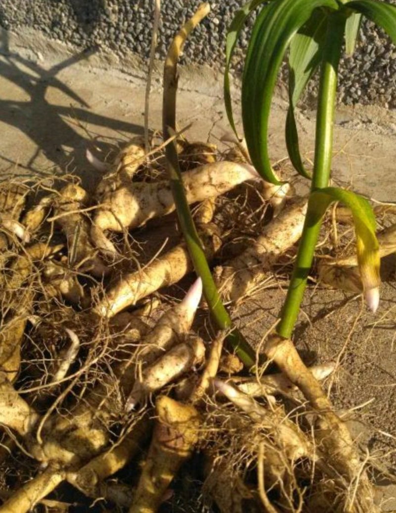 狗鸡头野菜图片图片