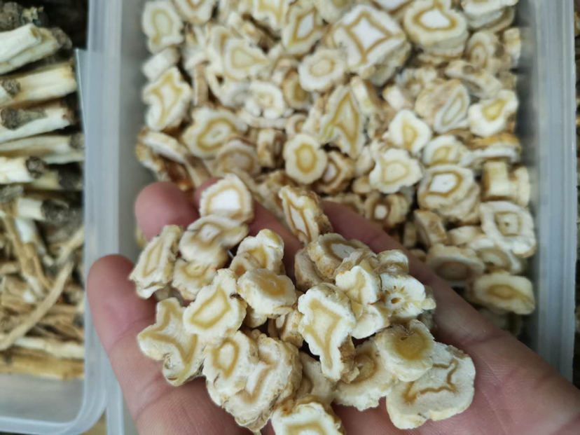 现代化北沙参加工厂内部场景,工人正在操作全自动切片机输送带,前方不锈钢槽内为刚烫煮完成的鲜北沙参,后方传送带上为整齐排列的湿北沙参片进入热风烘干箱,环境整洁,符合食品级生产标准 莱阳北沙参加工厂内景