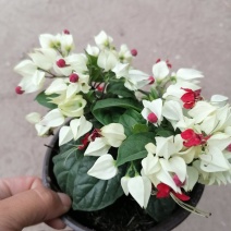 龙吐珠
