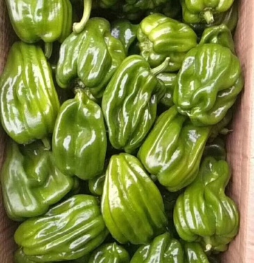 [薄皮椒批发]麻辣椒 麻椒价格1.20元/斤 - 一亩田