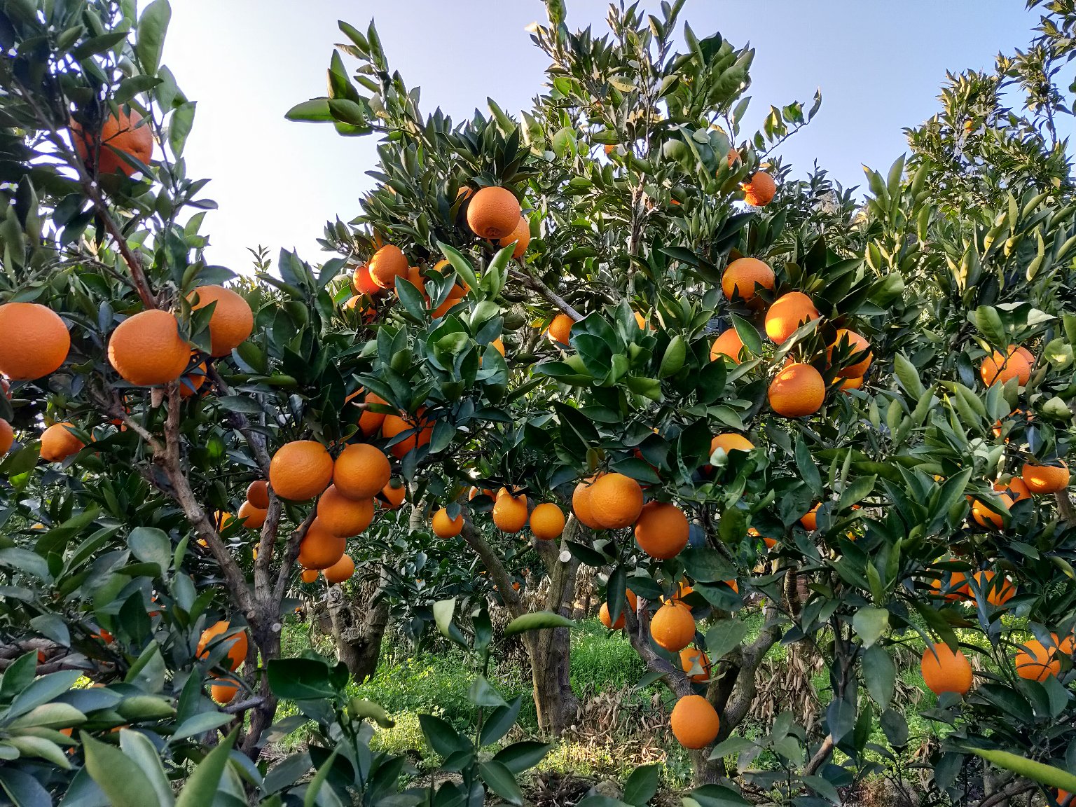 伦晚脐橙成年结果树实景图