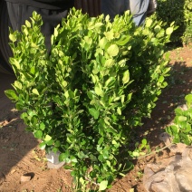 卫毛球70冠幅左右高度80左右卫矛球