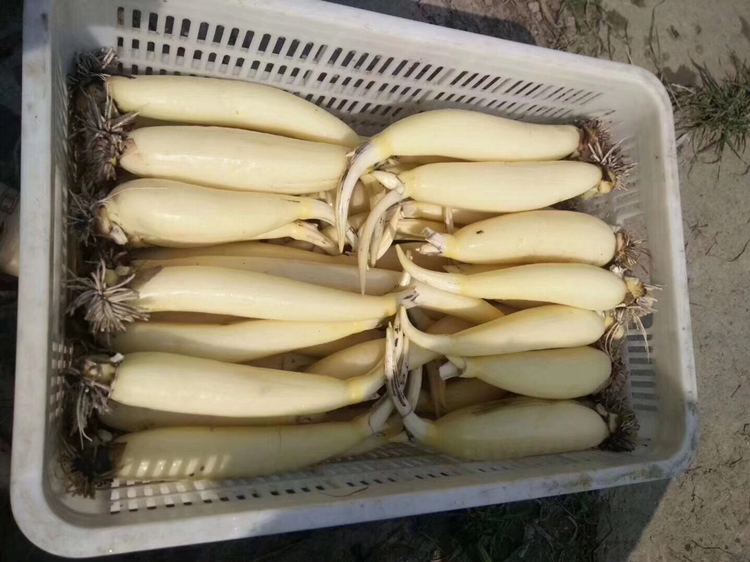 多个完整带泥的新鲜莲藕整齐捆扎成束,放置在竹编菜篮中,背景为清晨农贸市场的场景,光线柔和,旁边标有‘本地鲜藕 今日采摘’的手写价格牌 菜市场摊位上摆放的新鲜莲藕束