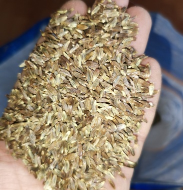 关苍术种子苗枪头菜纯本地野生繁育地道药材