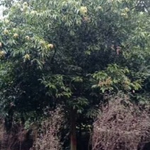 长期10-18出售天竺桂，货源充足，量大从优