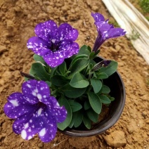五彩牵牛优质牵牛花大量有货支持实地看货