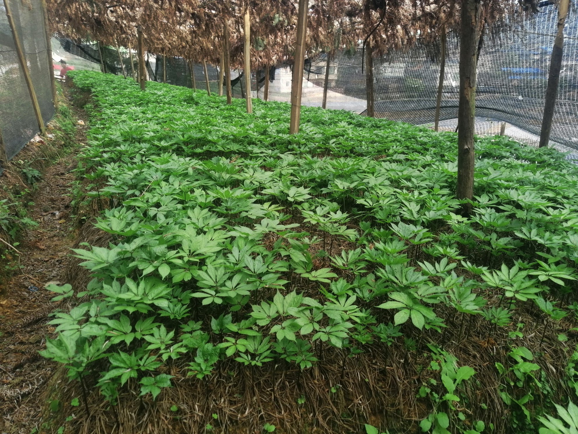 三七原植物与田七粉特写